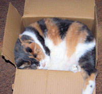 cat box